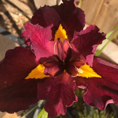Japanese Water Iris