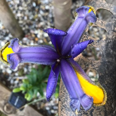 Dutch Iris 'Blue Magic'