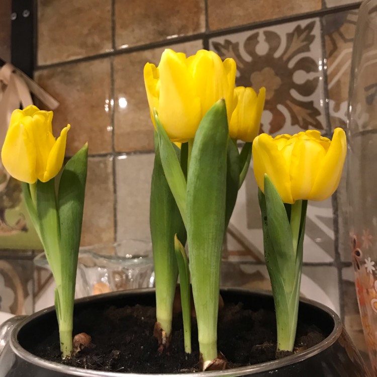 Plant image Tulipa 'Yellow Baby'
