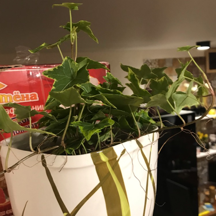 plant image 1237067