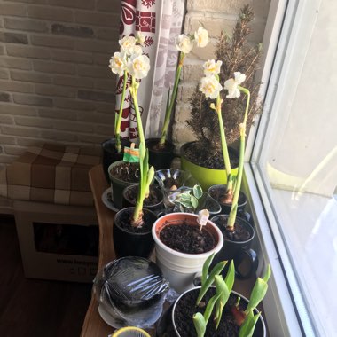 Valeria's garden
