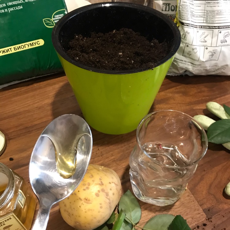 plant image 1253106