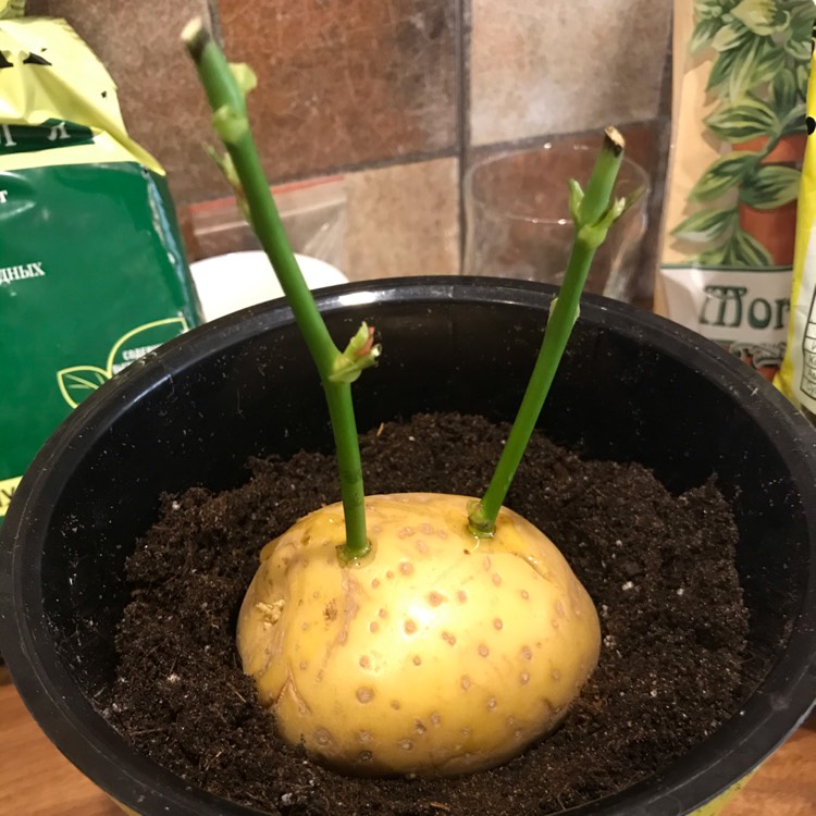 plant image 1253107