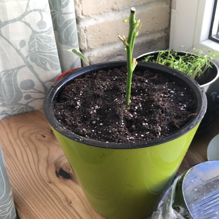 plant image 1253108