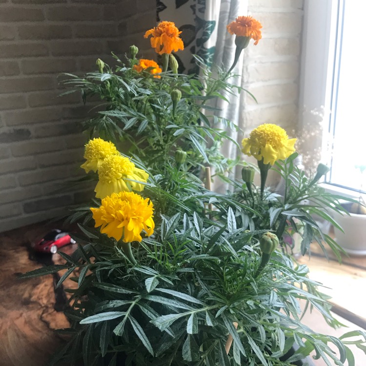 plant image 1345410