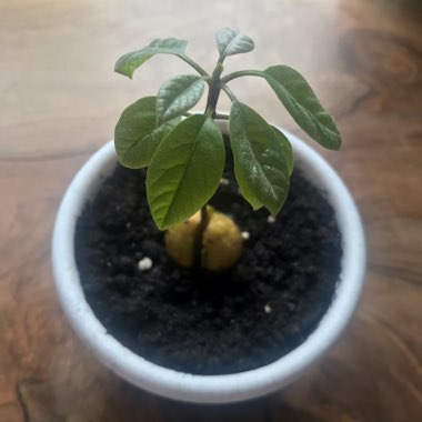 Avocado