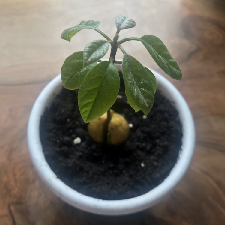plant image 1345413