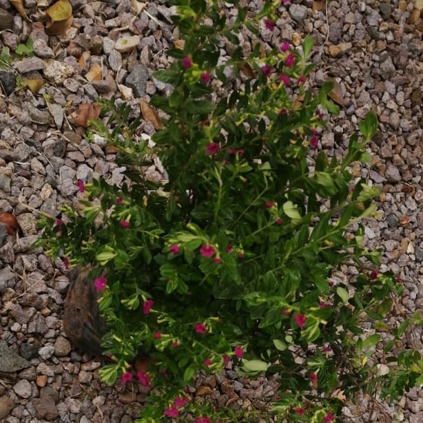 Plant image Berberis thunbergii 'Rose Glow'