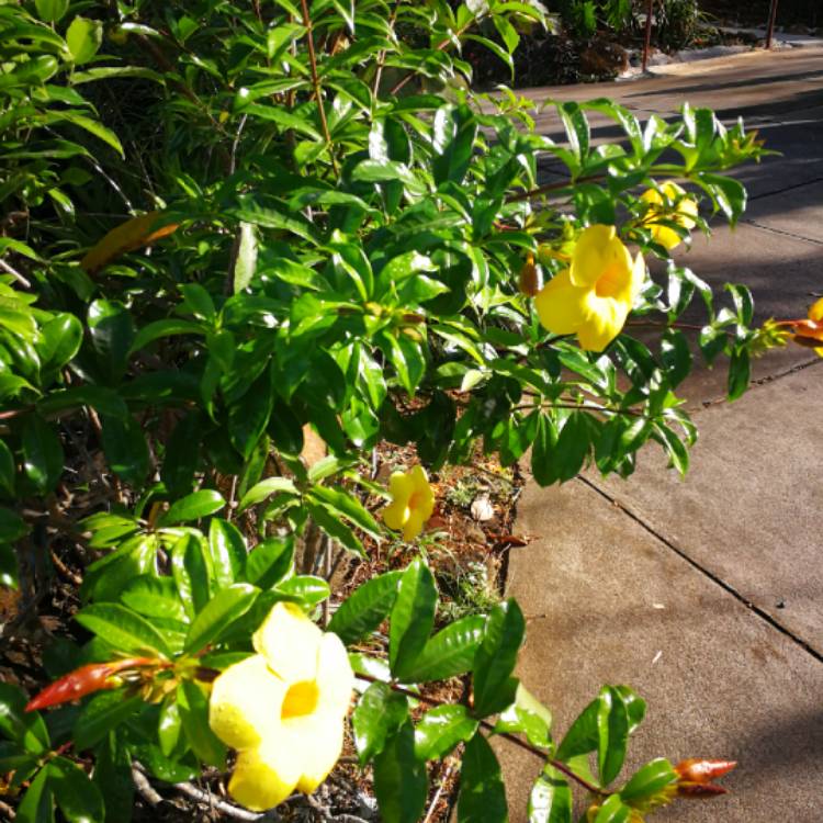 Plant image Allamanda