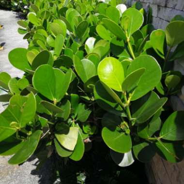 Clusia Rosea