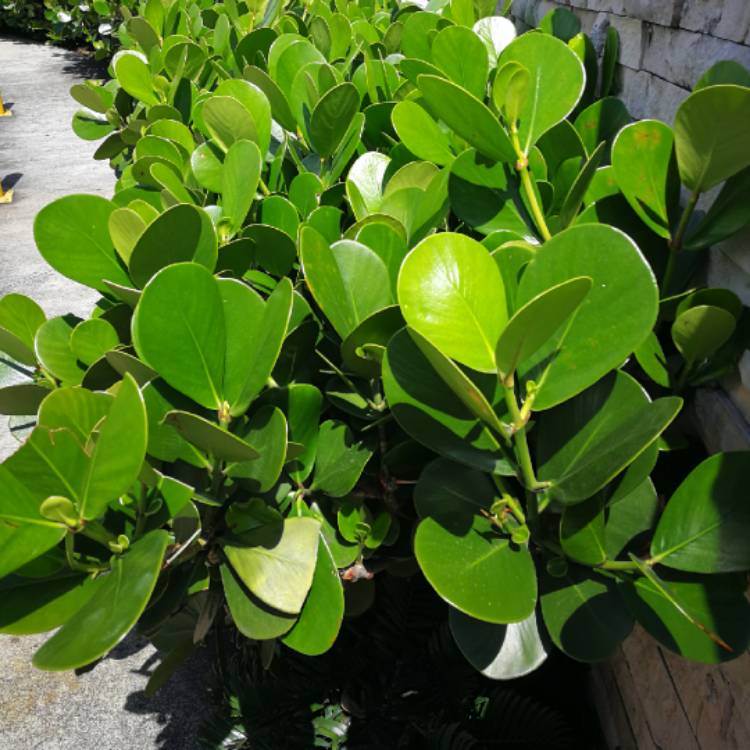 Plant image Clusia Rosea