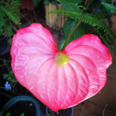 Carmen's garden