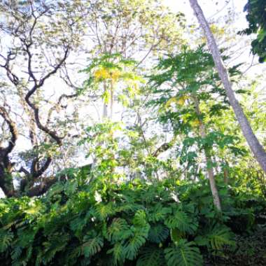 Carmen's garden