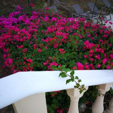 Great Bougainvillea
