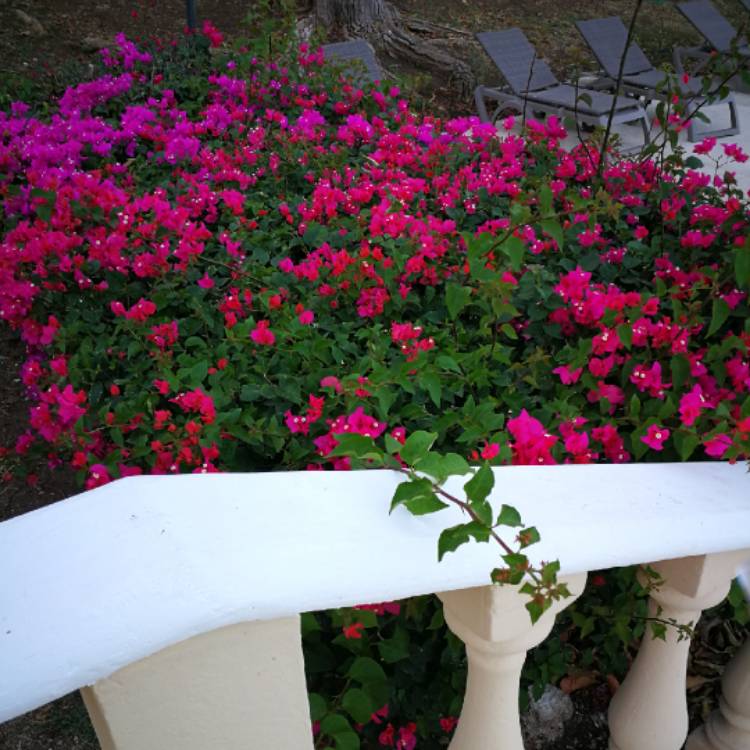 plant image 1445652