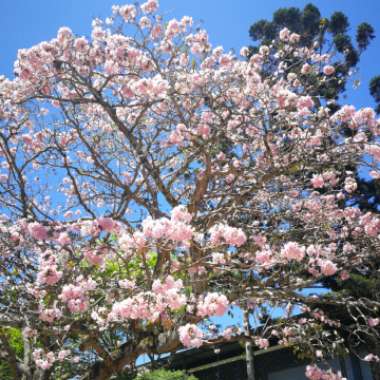 Carmen's garden