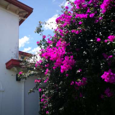 Great Bougainvillea