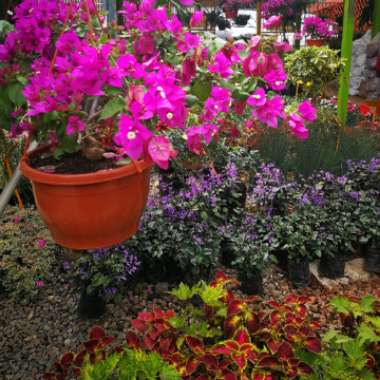 Great Bougainvillea