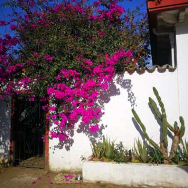 Great Bougainvillea