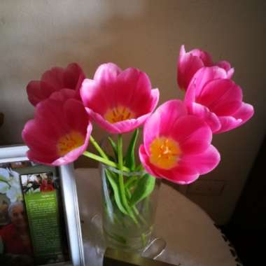 Tulip