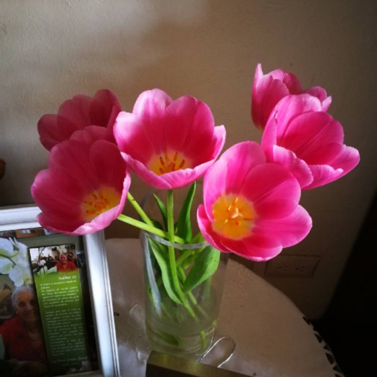plant image 1578055