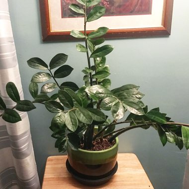 Zamioculcas zamiifolia