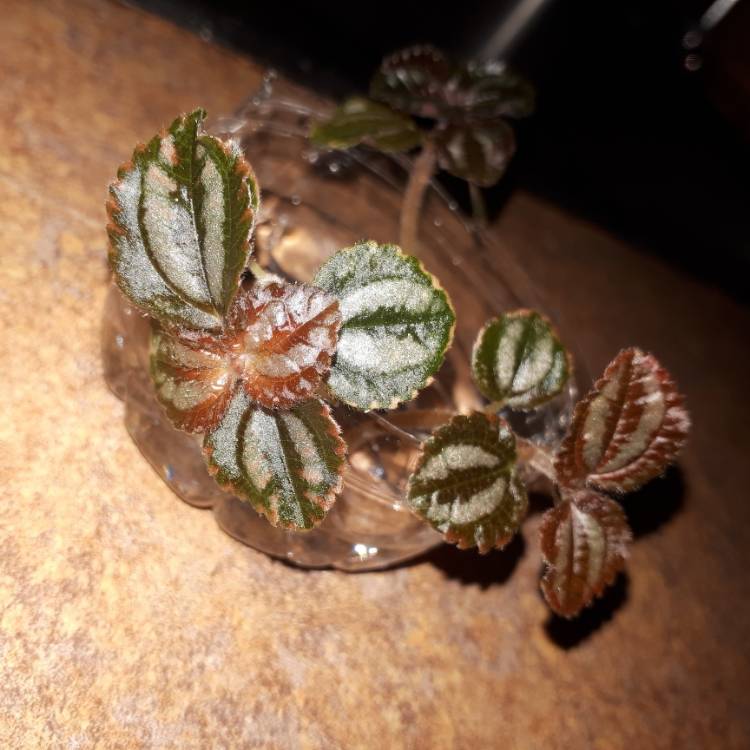 Plant image Pilea involucrata 'Norfolk'