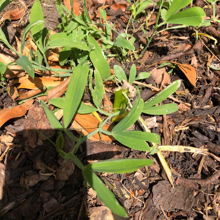 plant image 1313198