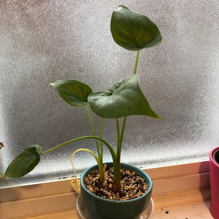 Plant image Alocasia cucullata