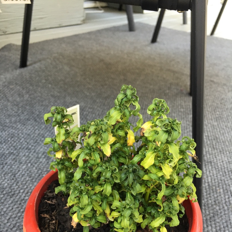 Plant image Alternanthera