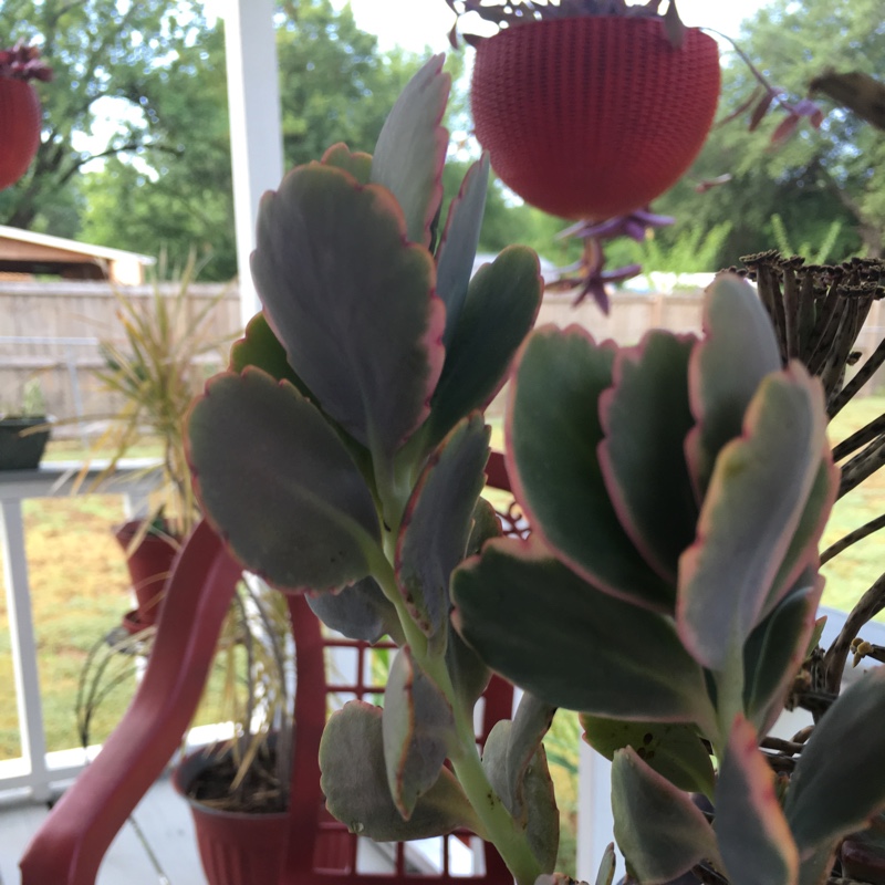 Variegated Lavender Scallops