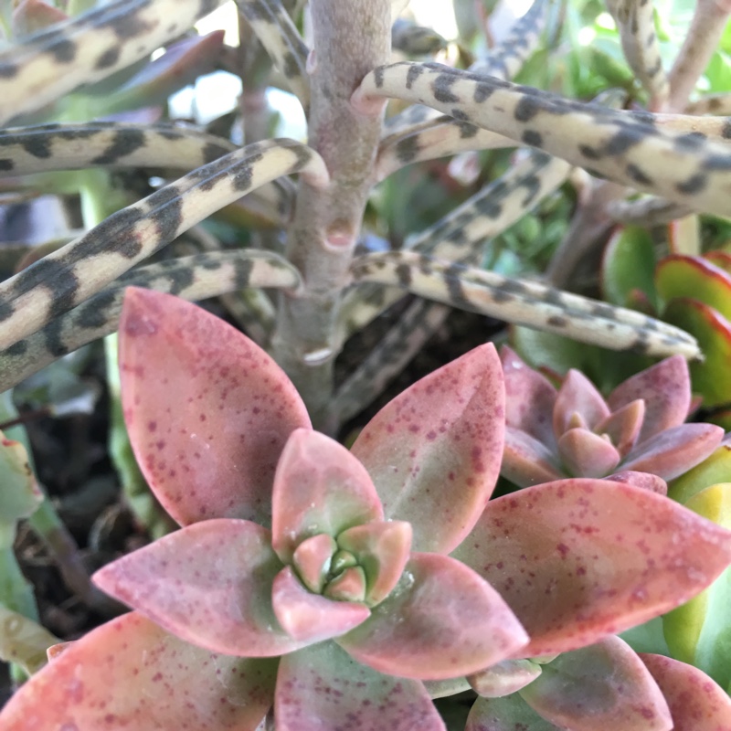 Graptosedum 'California Sunset'