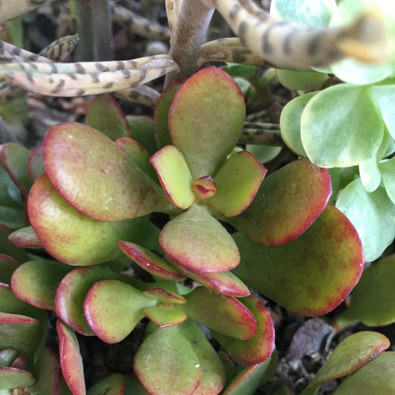Jade Plant