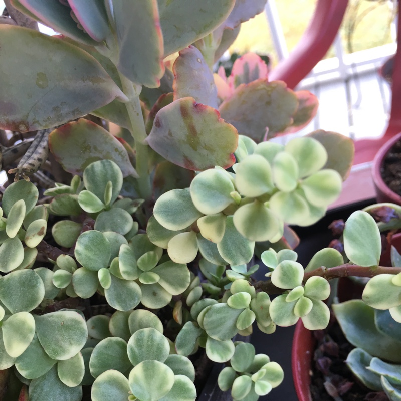 Portulacaria afra 'Variegated'