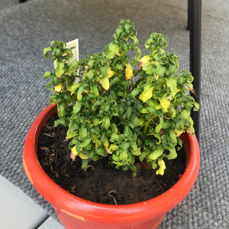 Plant image Alternanthera