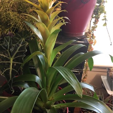 Bromeliad