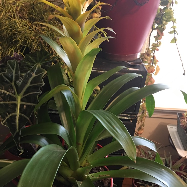 plant image 285860
