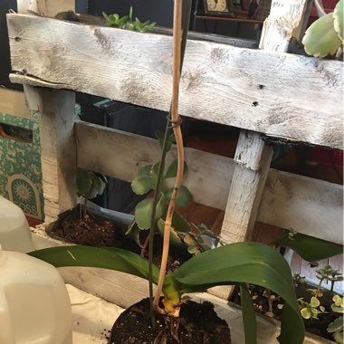 Moth Orchid