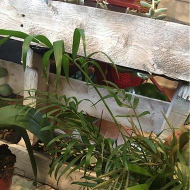 Terri's garden