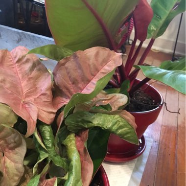 Terri's garden