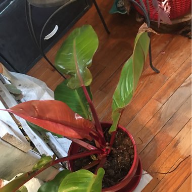 Philodendron
