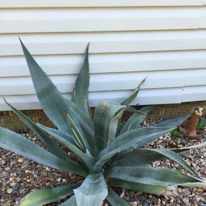 Plant image Agave tequilana