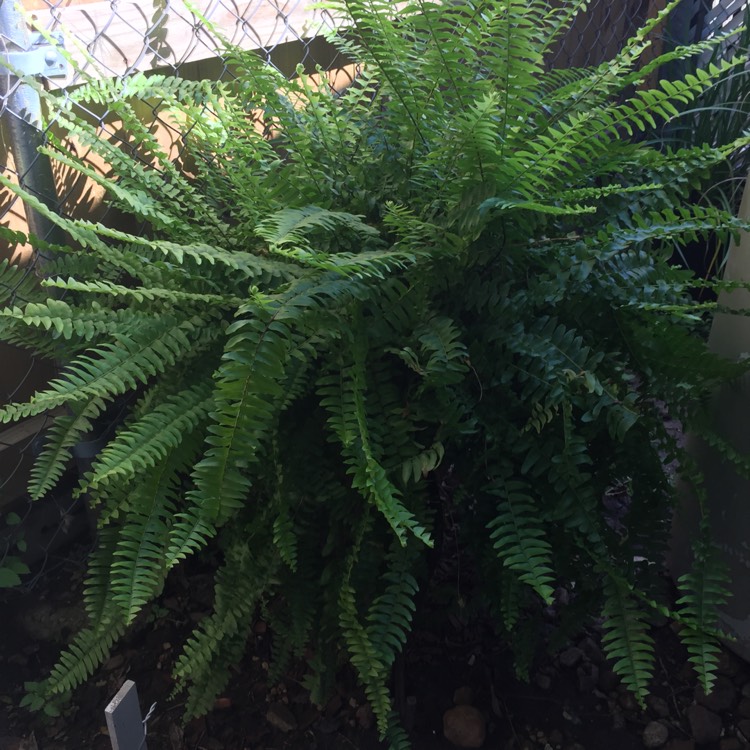 plant image 1028780