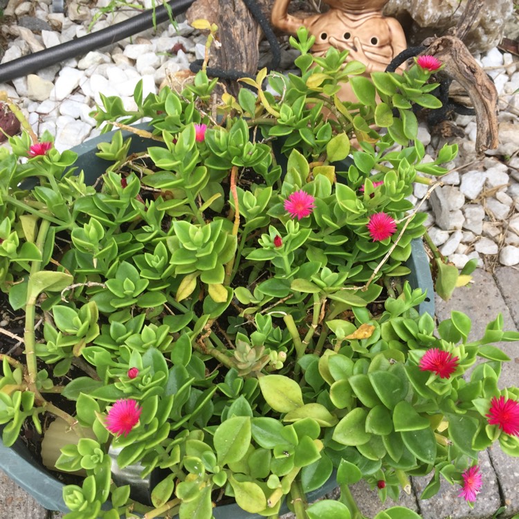 plant image 1048433