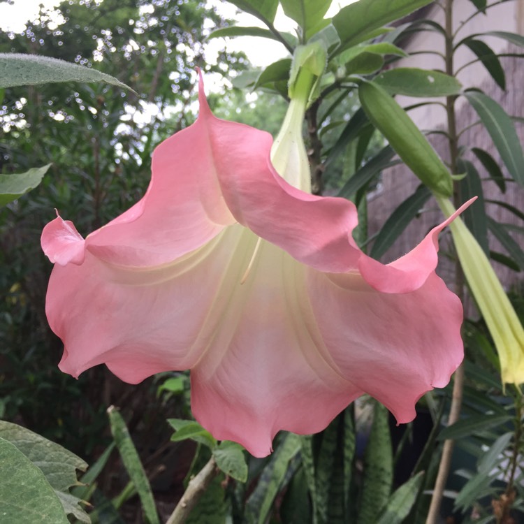 plant image 1052957