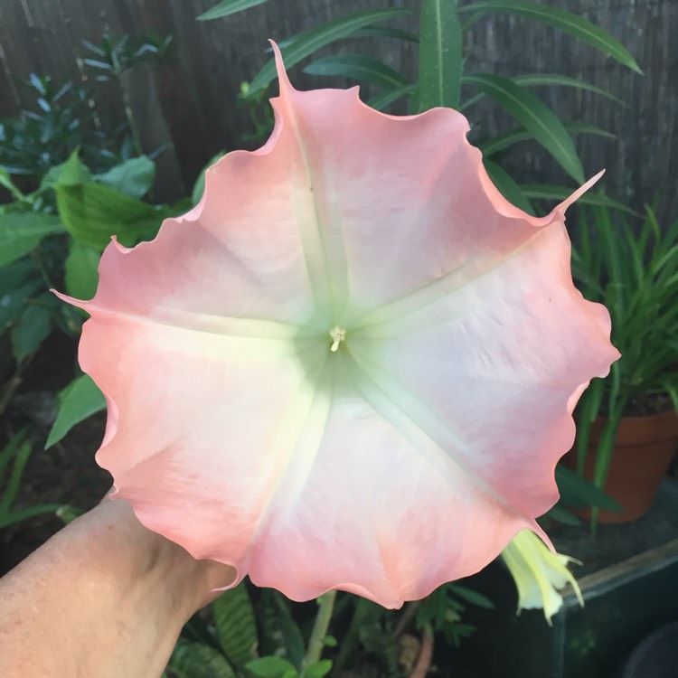 plant image 1053646