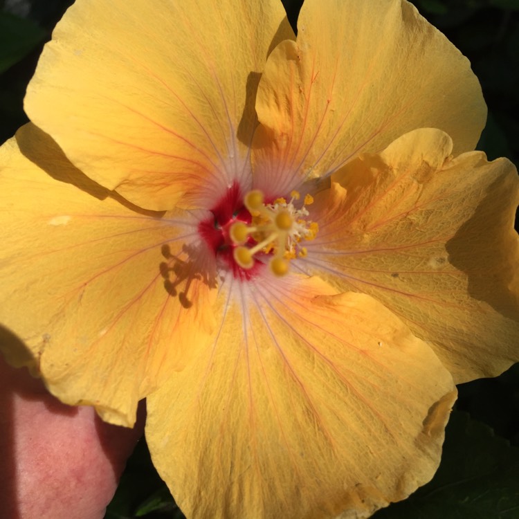 plant image 1079974 plant image 1079974