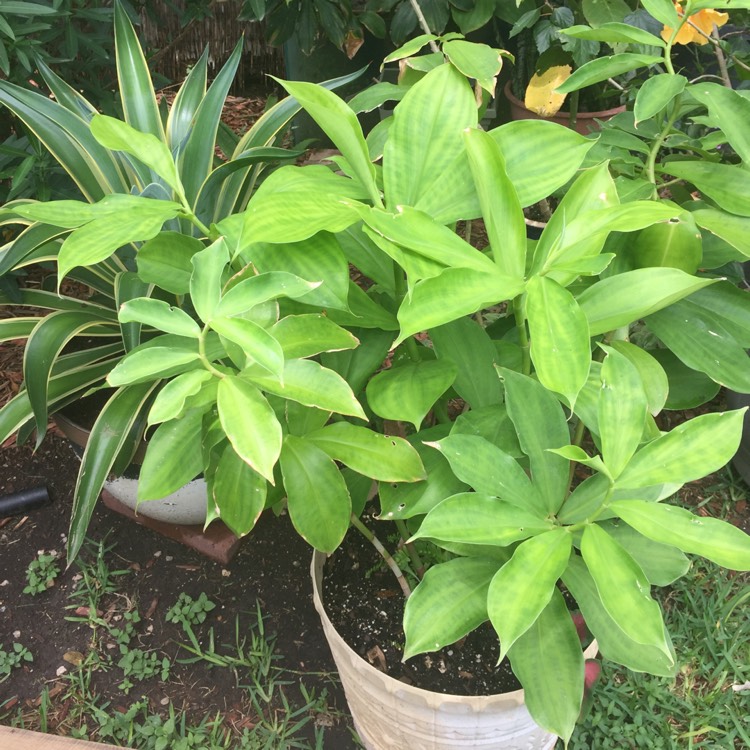 Plant image Alpinia Purpurata