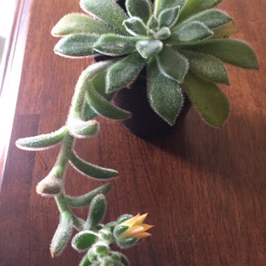 Echeveria Lara