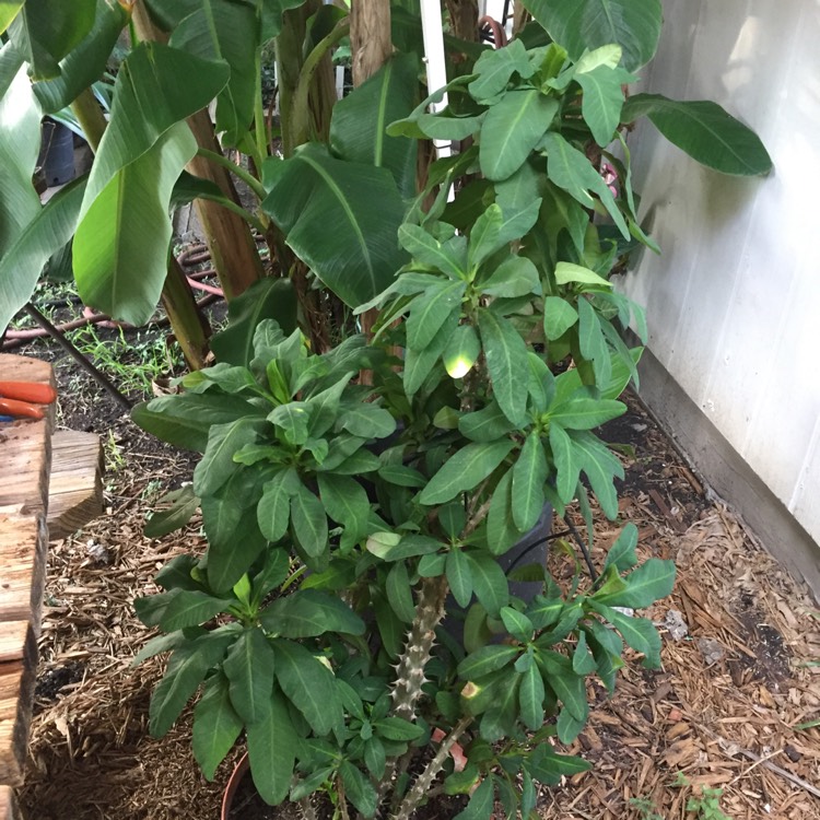 plant image 1100768